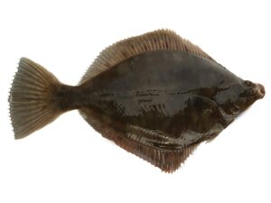 Closeup shot of a sea flounder fish that can be found in Virginia Beach
